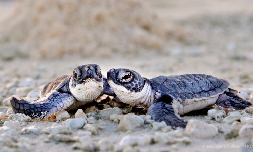 Animondial news 1 Animondial news 1