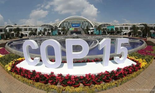 animondial news 2 animondial news 2