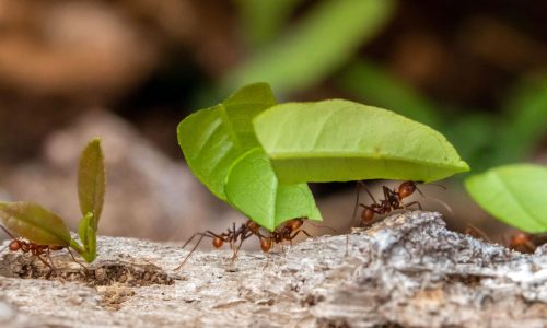 animondial news 3 animondial news 3